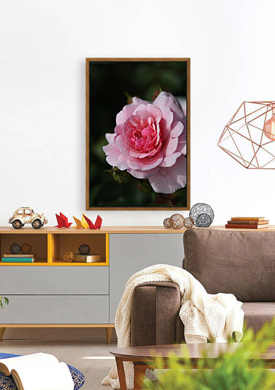 Rich To Soft Pink Rose by Joy Watson