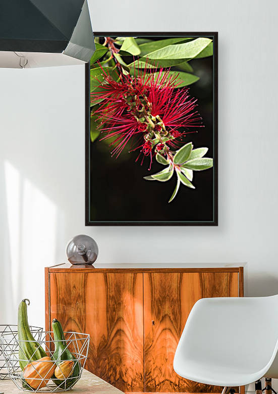 Australian Red Bottlebrush Flower by Joy Watson