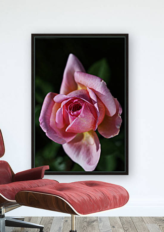 Double Pointed Pink Rose by Joy Watson