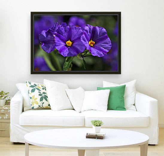 Potato Vine  Purple Flower by Joy Watson