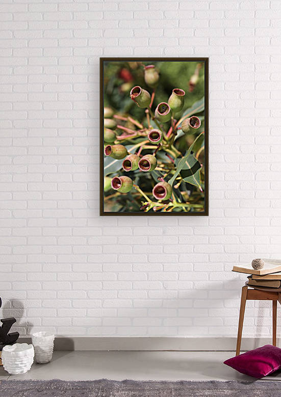 Gum Nuts On The Branch by Joy Watson