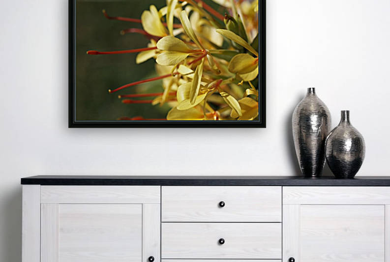 Kahli Ginger Plant by Joy Watson