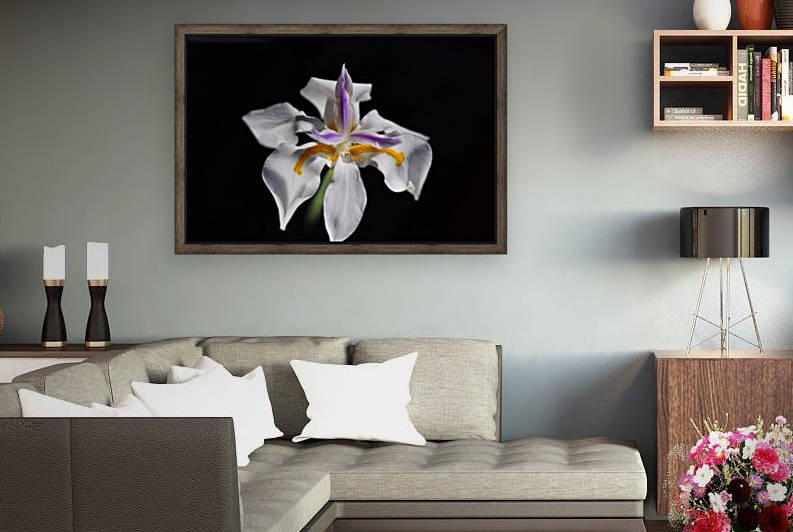 White Iris  by Joy Watson