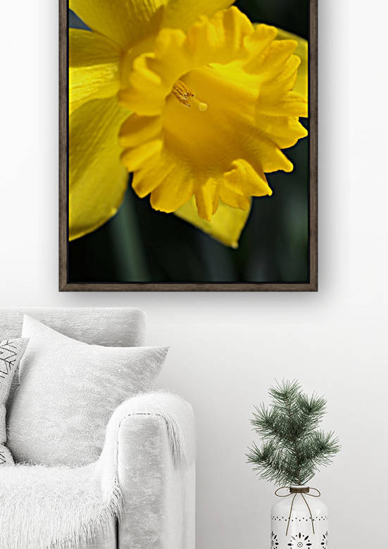 Daffodil Yellow Up Close by Joy Watson