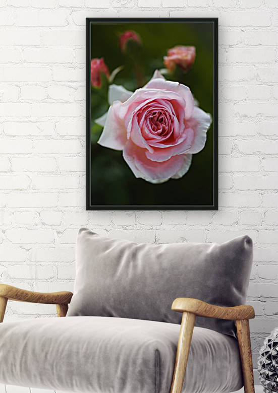 Three Pink Buds And A Rose by Joy Watson