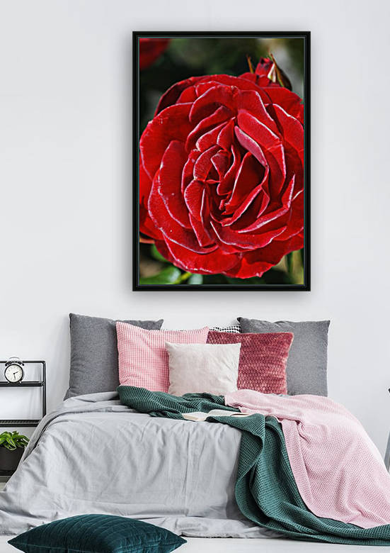 Romance Red Rose by Joy Watson