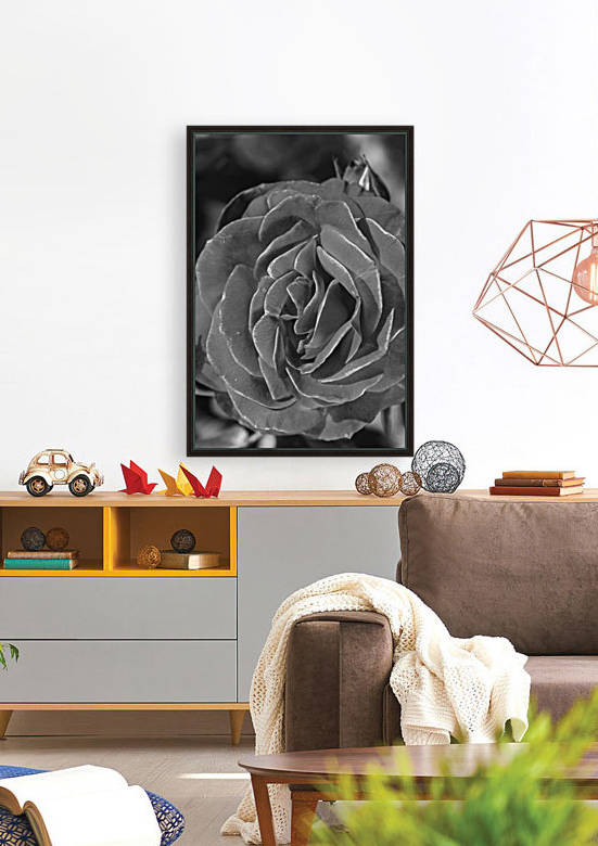 Divine Rose Black And White by Joy Watson