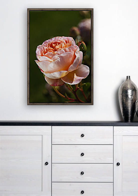 Pink Roses Delight by Joy Watson