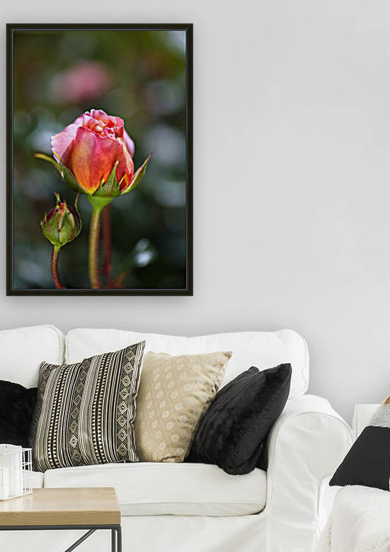 Two Pink Rose Buds Reproduction