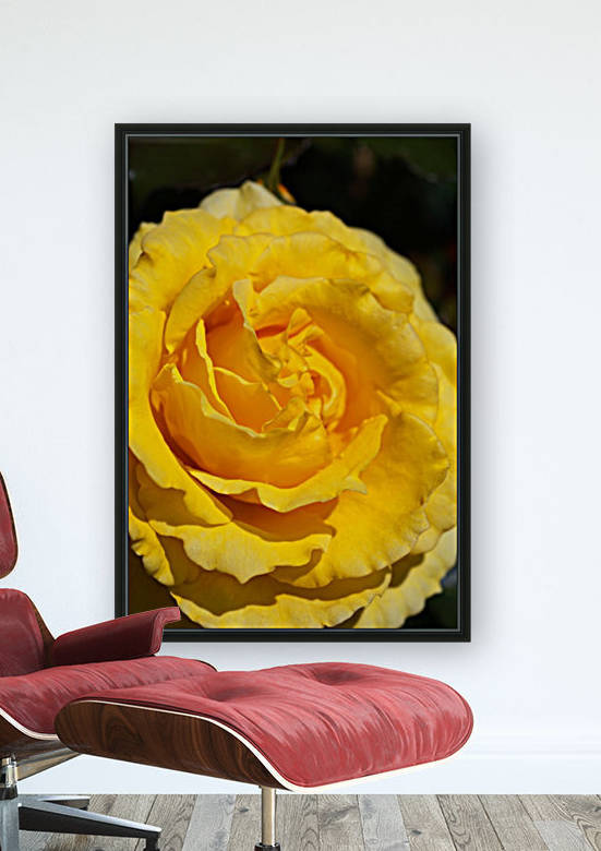 Yellow Dreaming Rose by Joy Watson