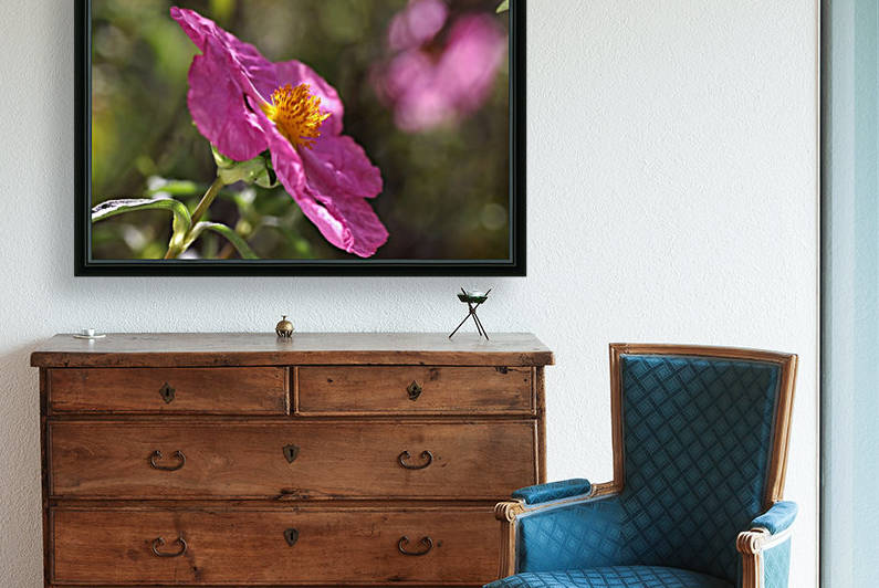 Desert Rose Flower Australian by Joy Watson