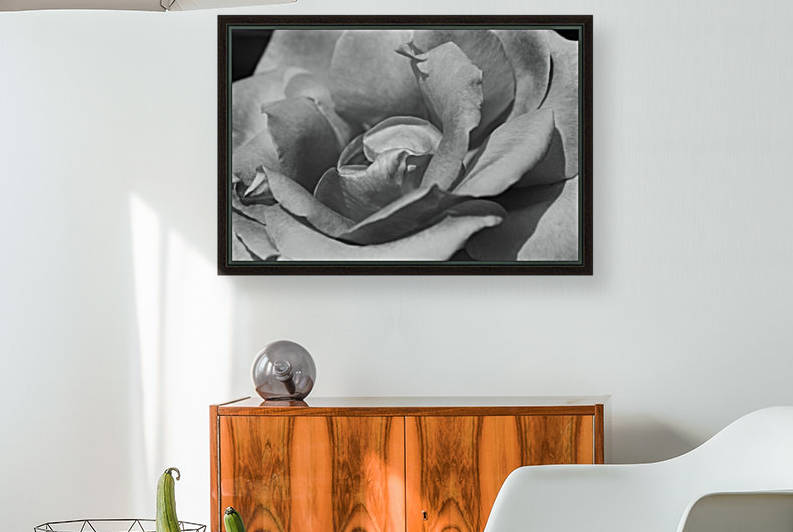 Rose In Black And White by Joy Watson