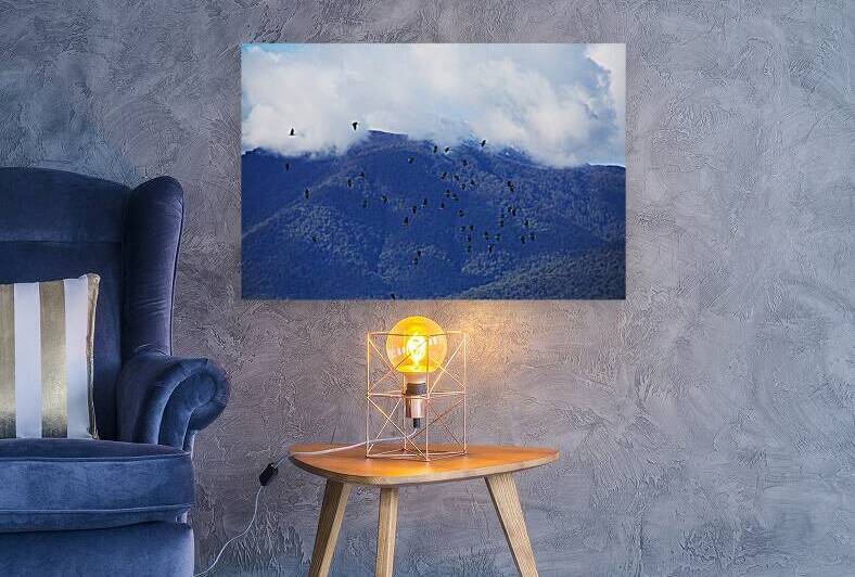 Winter Flock Of Straw Necked Ibis Birds  by Joy Watson