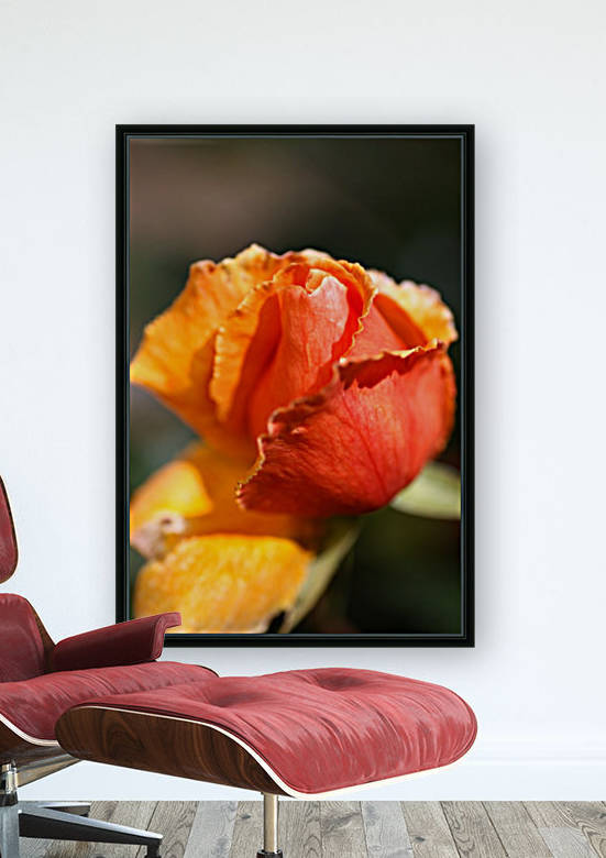 Golden Into Rich Orange Rose Bud  by Joy Watson