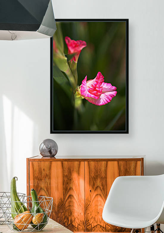 Hot Pink Gladiolus and Bud by Joy Watson