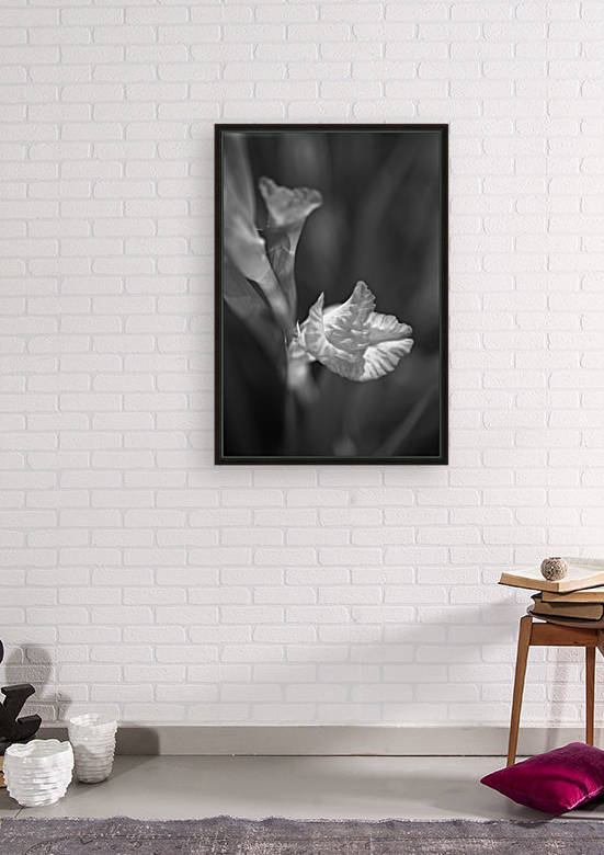 Gladiolus and Bud In Black and White  by Joy Watson