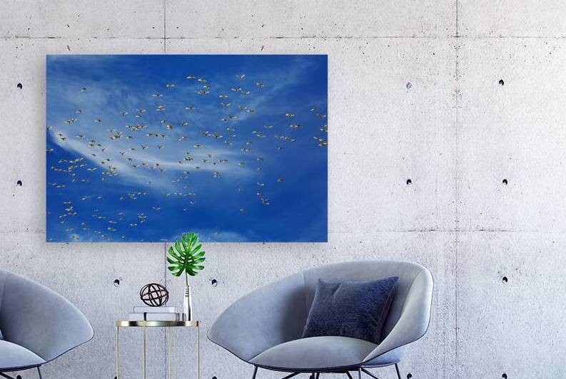 Cockatoo Birds Flock Together by Joy Watson
