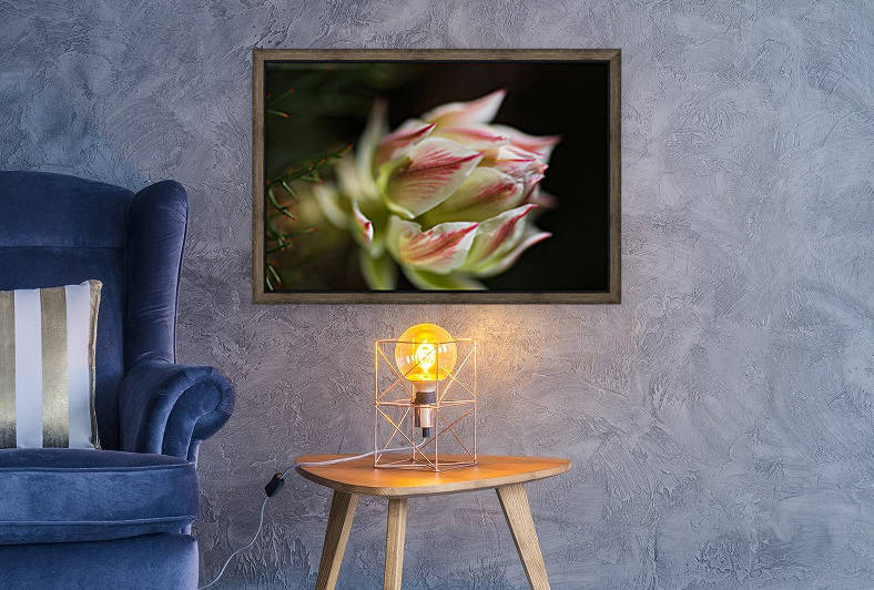 Protea Pretty In Pink Magic by Joy Watson