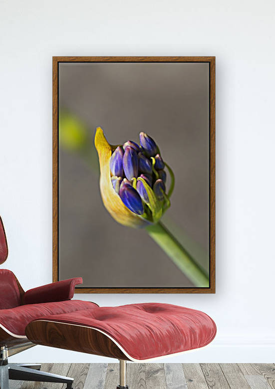 Agapanthus Bud Floating On A Cloud by Joy Watson