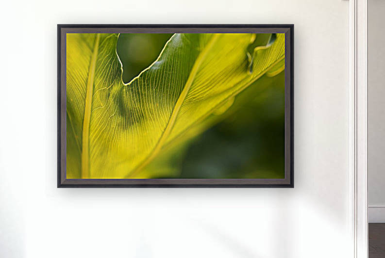 Monstera Deliciosa Leaf by Joy Watson
