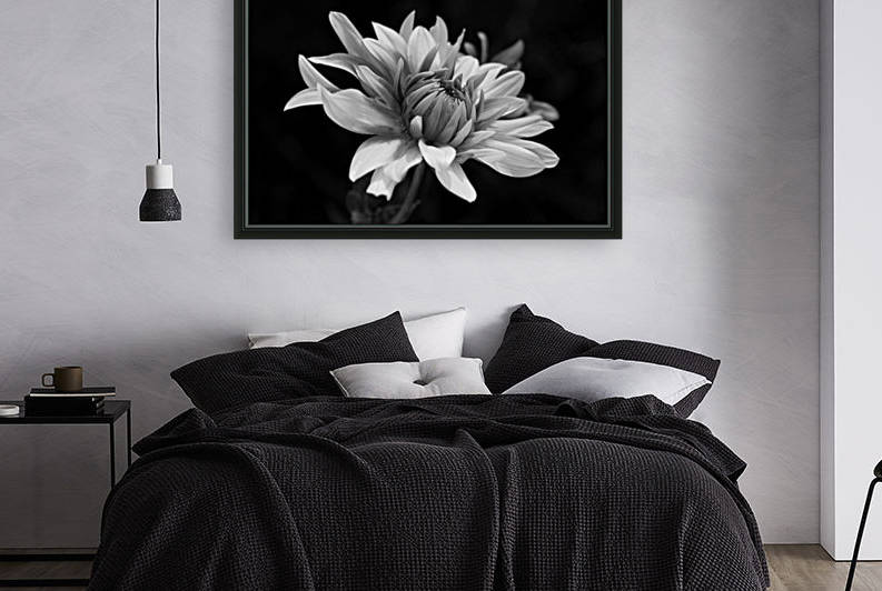 Dahlia Bloom Black and White by Joy Watson