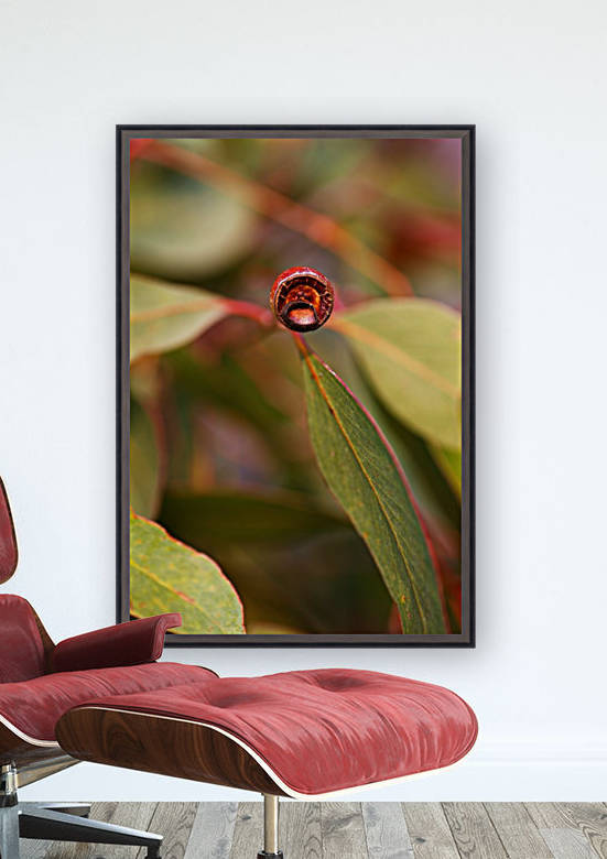 Eucalyptus Leaves And Gumnut by Joy Watson