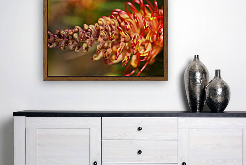 Grevillea Superb Flower by Joy Watson