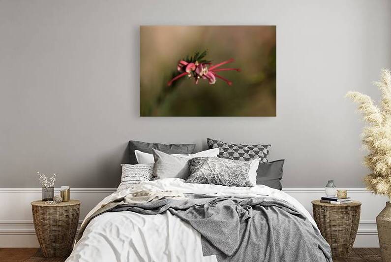 Pink Grevillea Flower by Joy Watson