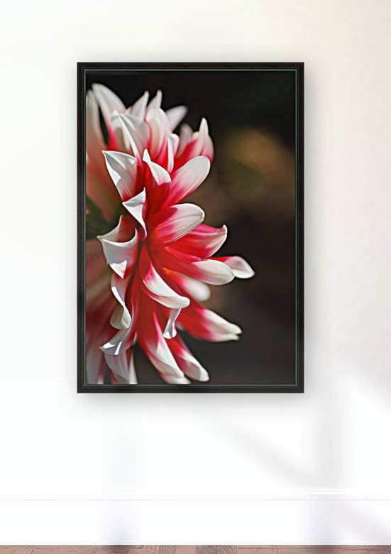 Dahlias Best Side  by Joy Watson
