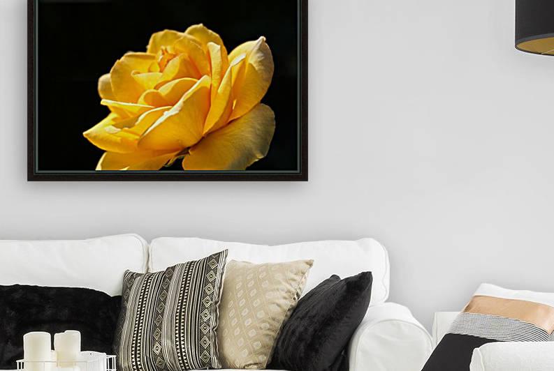 Rose Glowing Yellow by Joy Watson