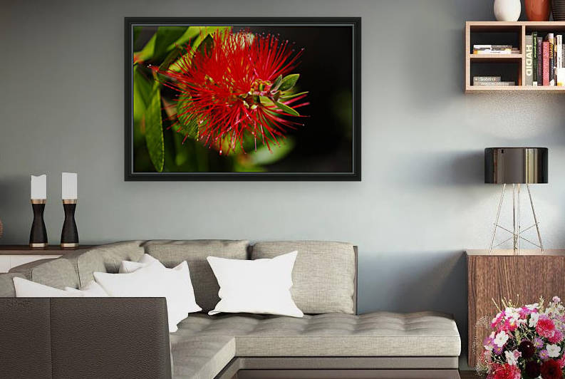 Bottlebrush Flower Red by Joy Watson