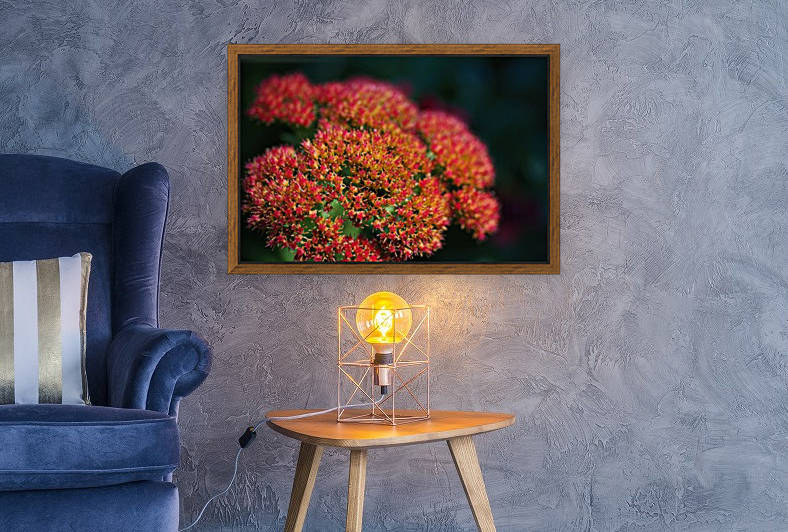 Sedum Plant by Joy Watson