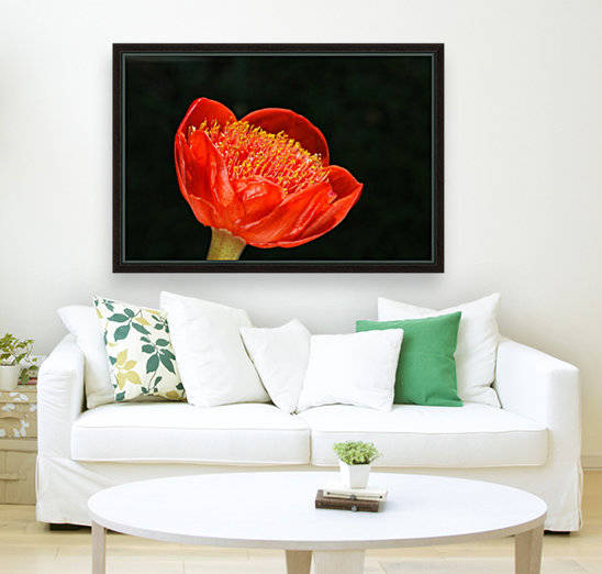 Paintbrush Lily Glows Red by Joy Watson