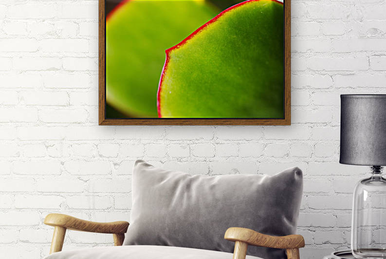 Succulent Leaves by Joy Watson