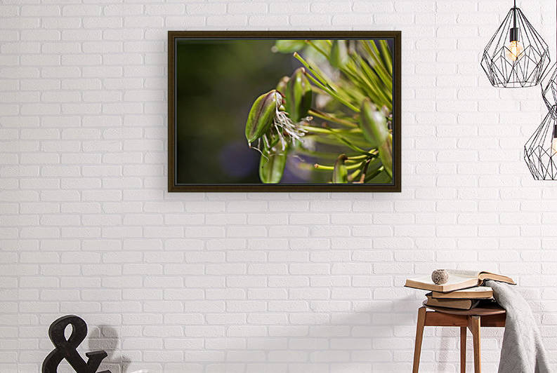 Agapanthus Flower Ageing  by Joy Watson
