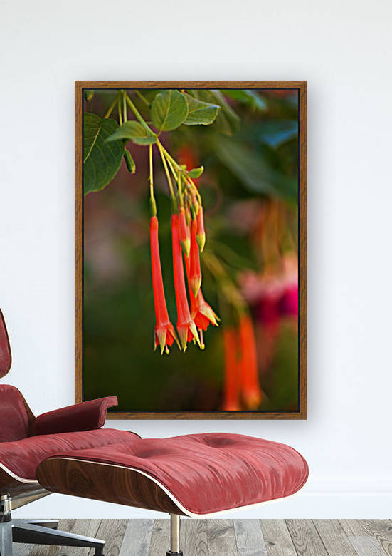 Long Fuchsia Flowers by Joy Watson