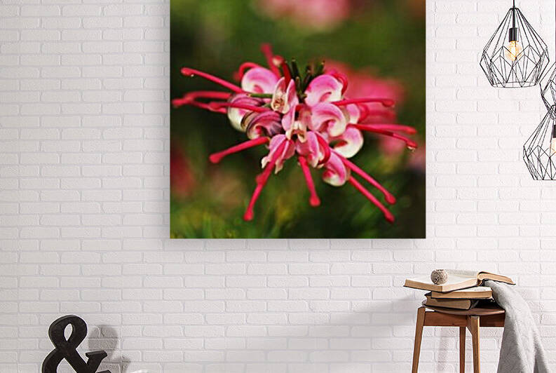 Grevillea Flower Australia by Joy Watson