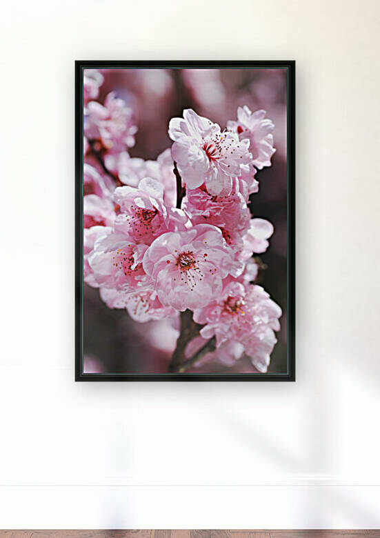 Glowing Soft Blossom Prunus by Joy Watson