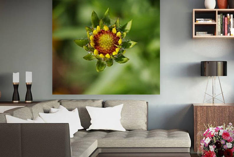 Gaillardia Bud Yellow Red by Joy Watson