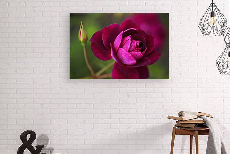Burgundy Rose and Bud by Joy Watson