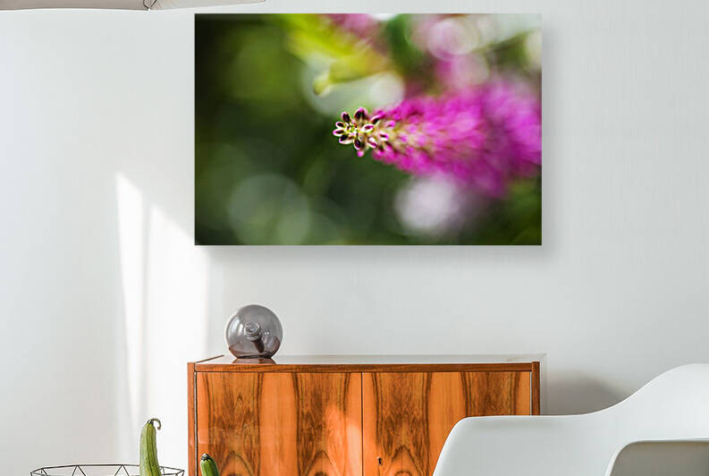 Pink Hebe Flower by Joy Watson
