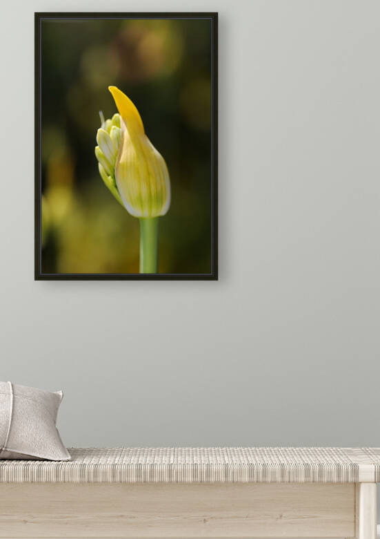 Agapanthus White As Bud by Joy Watson