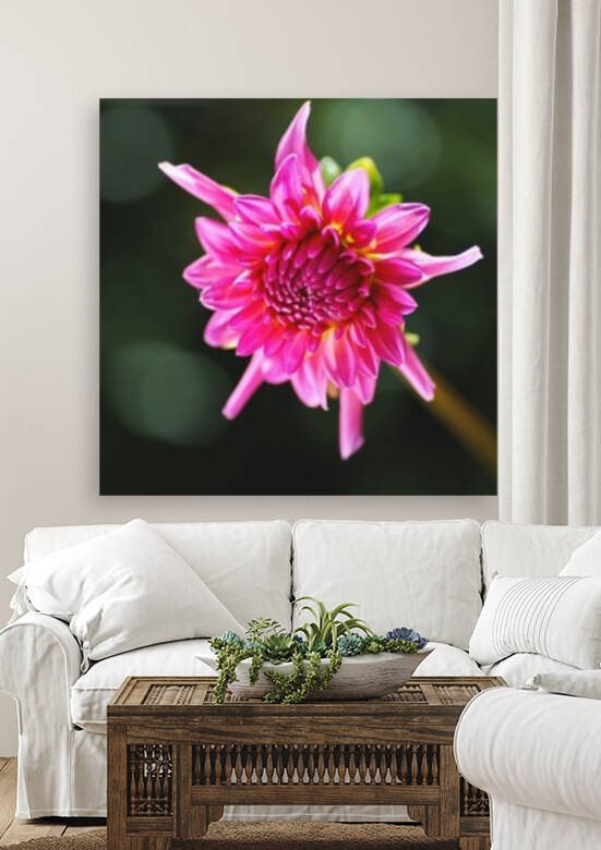 Dahlias Eye by Joy Watson