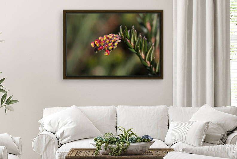 Grevillea In Fireworks by Joy Watson