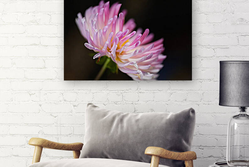 Dahlia Petal Ends  by Joy Watson
