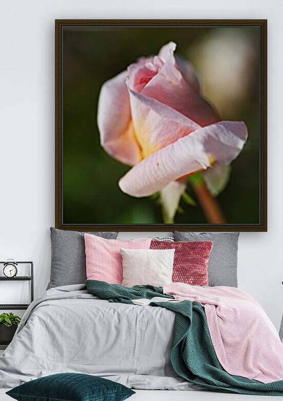 Rose Bud Of Pink by Joy Watson