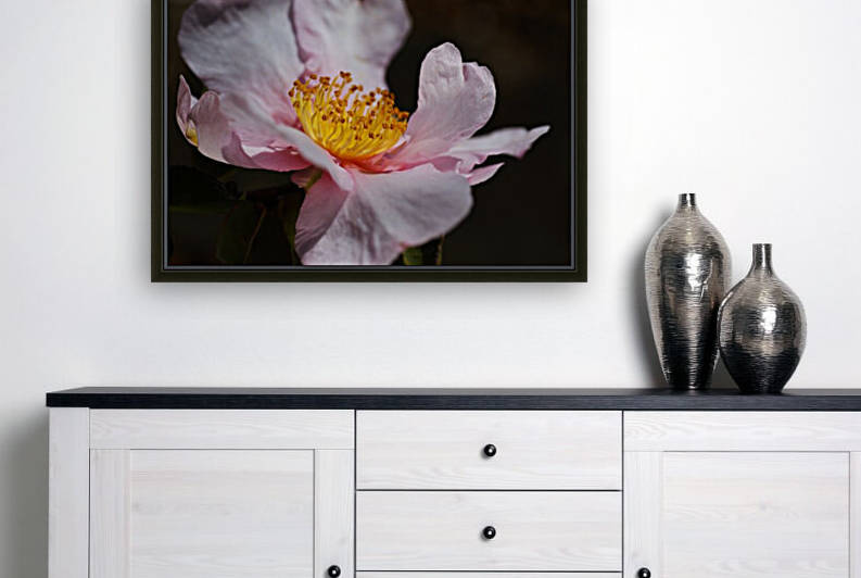 Curves Of Camellia Flower by Joy Watson
