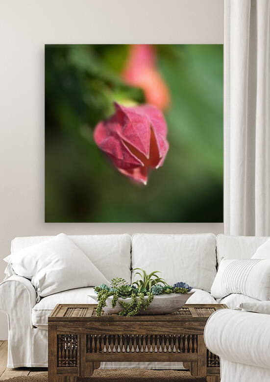Chinese Lantern Opening Bud by Joy Watson