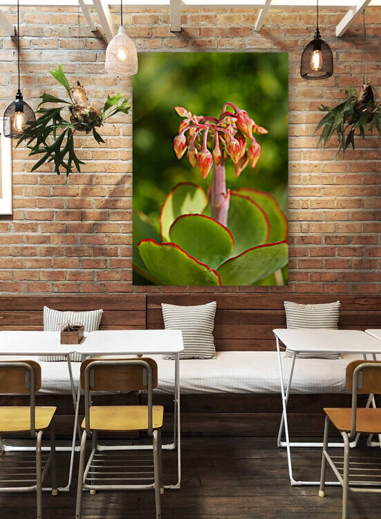 Cotyledon Macrantha Succulent And Flowers  by Joy Watson