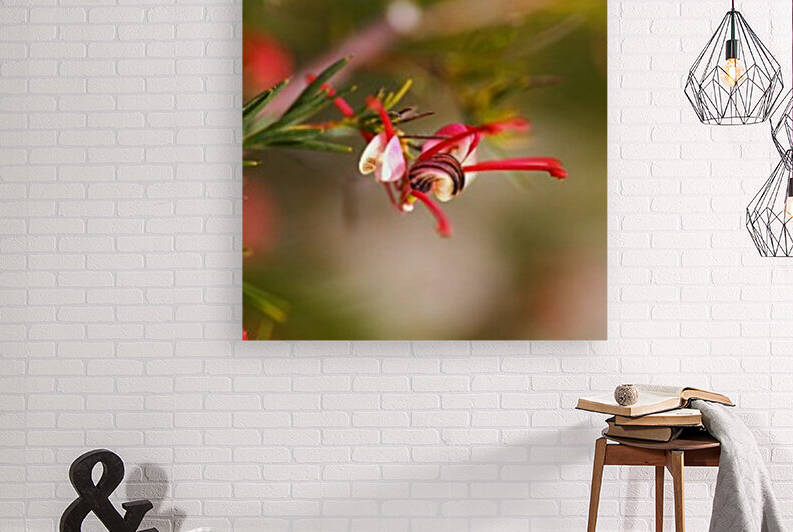 Grevillea Rosmarinifolia Bloom by Joy Watson